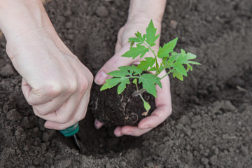 Planting tomatoes in the soil