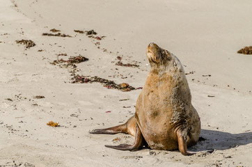 Sea Lion Male - Kangaroo Island