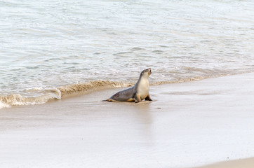 Sea Lion Mum returning from hunting