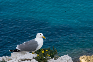 Arturo