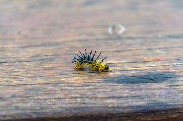 Dainty Swallowtail Butterfly - Caterpillar