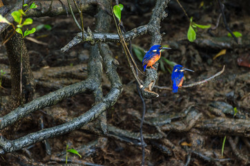 Azure Kingfisher