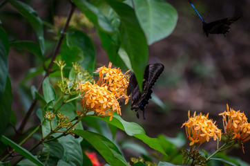 Blue Ulysses Butterfly