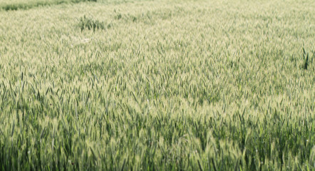 Green grass