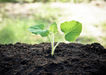 growing a young plant
