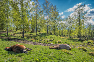 Springtime in Sweden - Ardenner horses resting on a sunny day