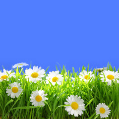Fototapeta na wymiar White flowers with grass and copy-space on blue background