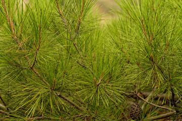 Green pine