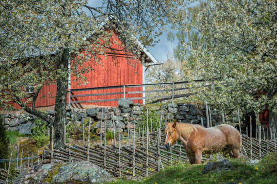 Springtime in Sweden - Ardenner horse enjoying a sunny day