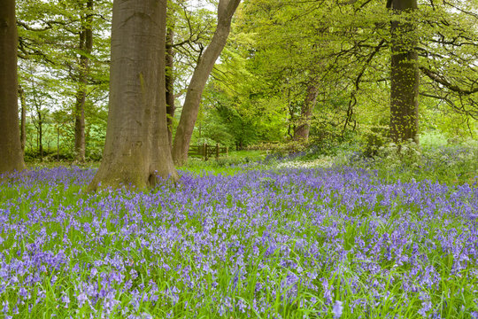 Bluebells