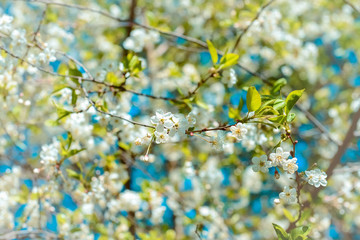 cherry blossoms