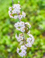 cherry blossoms