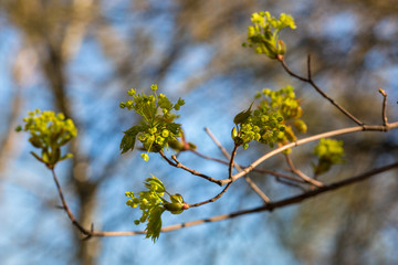 Spring in the Park