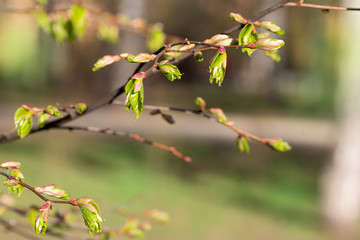 Spring in the Park