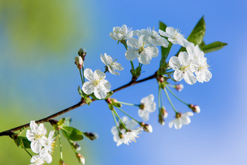 Cherry blossoms