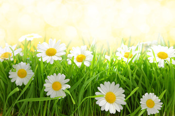 Fototapeta na wymiar White flowers with grassy field on sunshine
