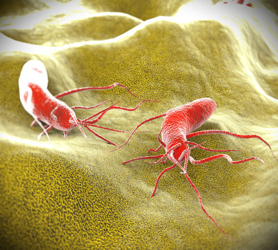 Salmonella Bacteria Cells