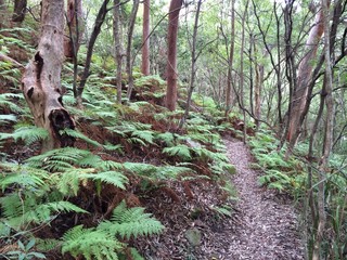 Australian bush