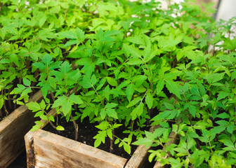 small green tomato seedling