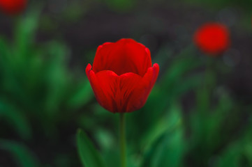 Fototapeta na wymiar delicate red petal of tulip on a green backgrounds