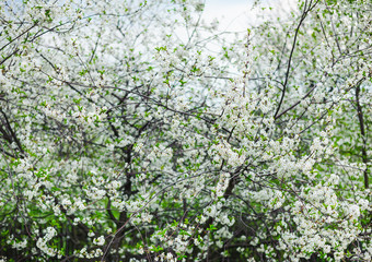 white cherry tree blossom in a garden