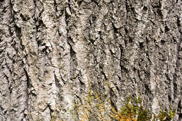 Surface texture of tree bark in the woods