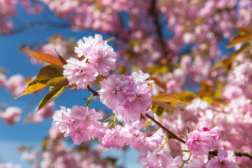 Cherry Blossom on the Stray, Harrogate