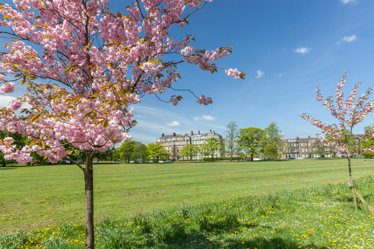 Cherry Blossom on the Stray, Harrogate