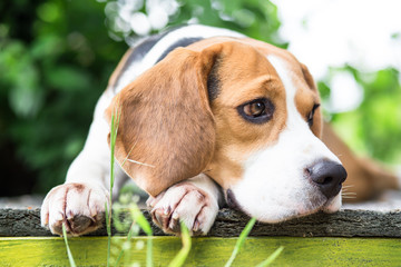 Beagle dog in garden