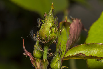 Aphids