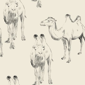 hand drawn camel
