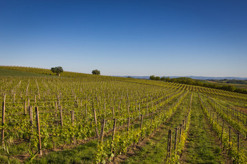 Fototapeta na wymiar Wino Hills w północnych Włoszech