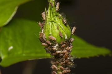 Aphids