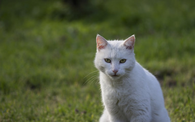 white cat