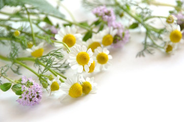 chamomile and thyme flowers