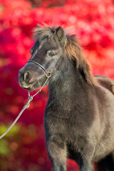 Brown Shetland pony on red background