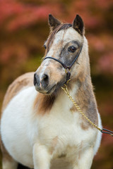 Obraz na płótnie Canvas Foal, Shetland pony.
