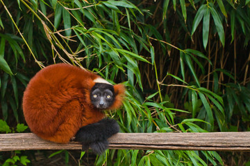 Fototapeta premium Lemur