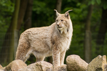 Naklejka premium Luchs auf Steinen