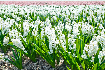 Fototapeta premium Hyacinths