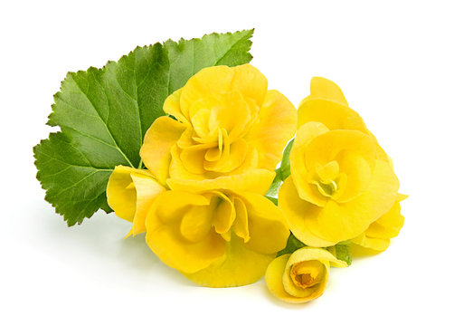 Fototapeta Yellow flowers Begonias with leaf.