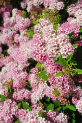 Japanese spiraea