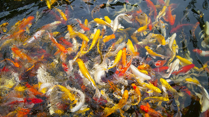 Fototapeta na wymiar Colorful Fish