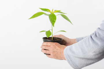 Pflanze wird gehalten (2 Hände)