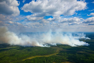 Wildfire in forest
