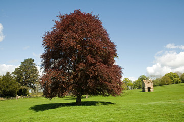 Copper Beech tree with dovecote