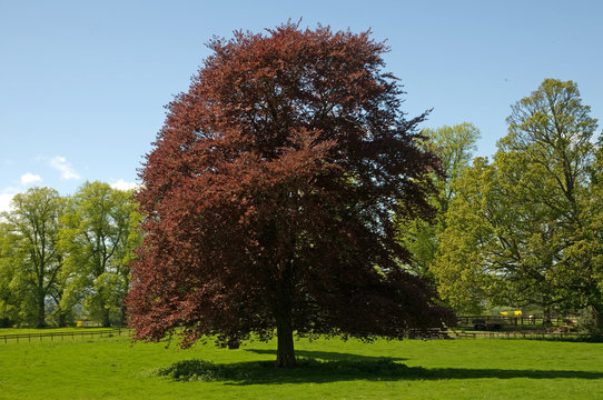 Copper beech tree