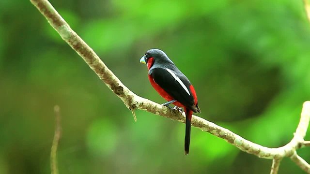 Black-and-red Broadbill  in nature in  Thailand
