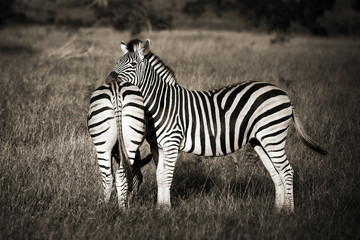 Fototapeta na wymiar Zebras black and white, South Africa