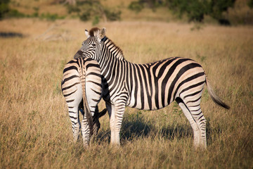 Fototapeta na wymiar Zebras, South Africa